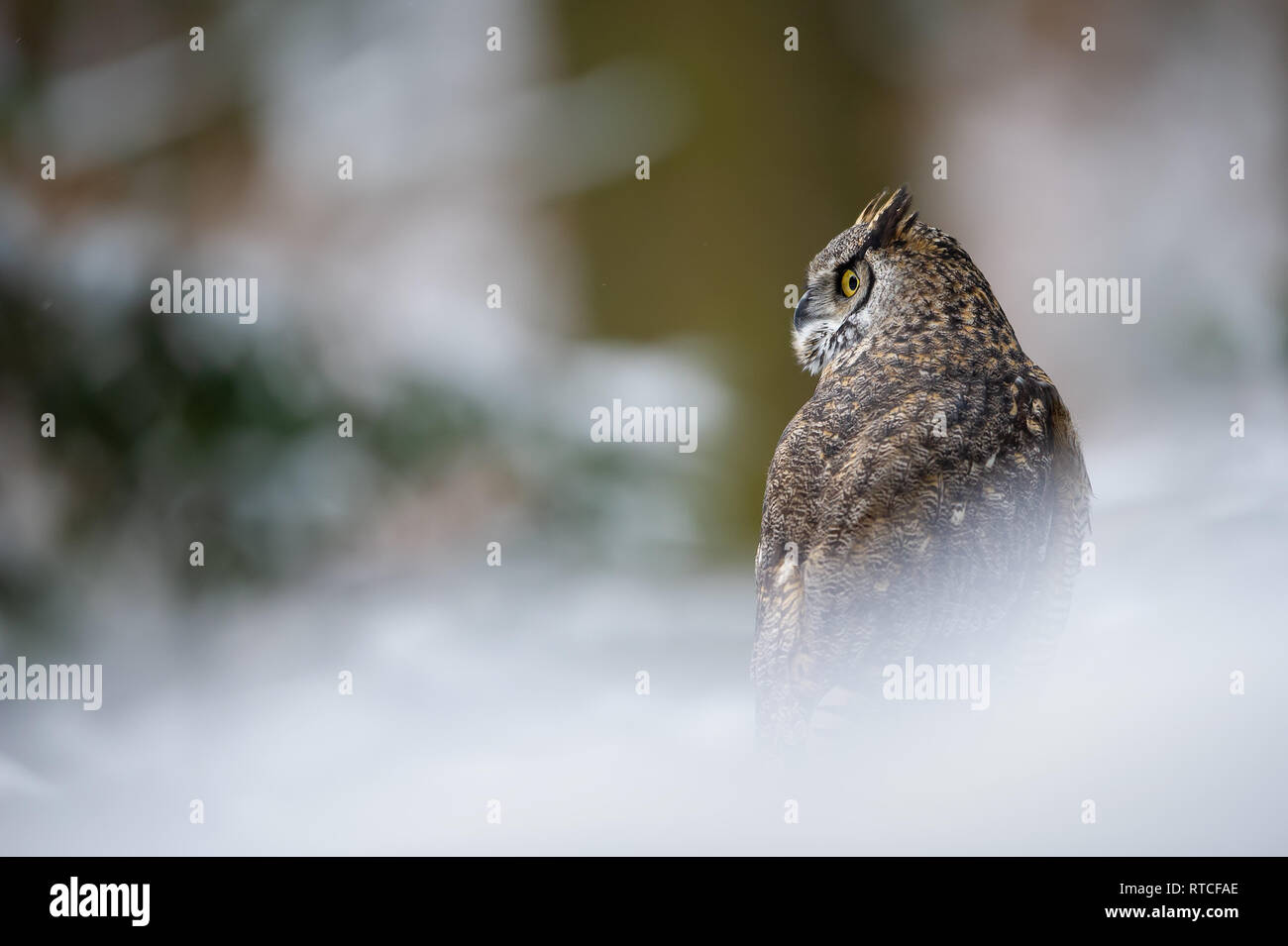 Tiger owl-Great horned Owl-Hoot Owl Stockfoto