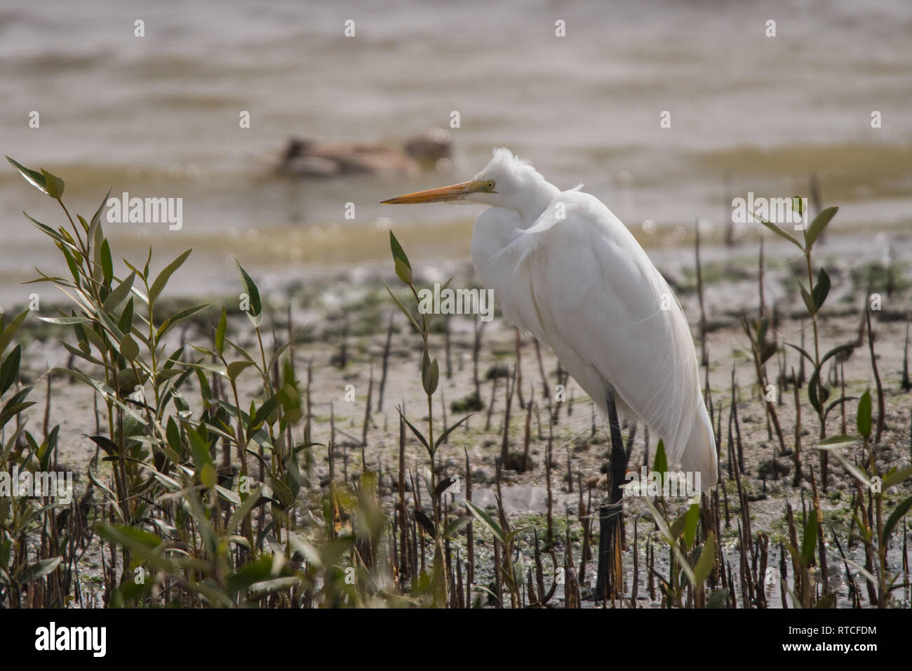 Silberreiher/Ardea alba Stockfoto