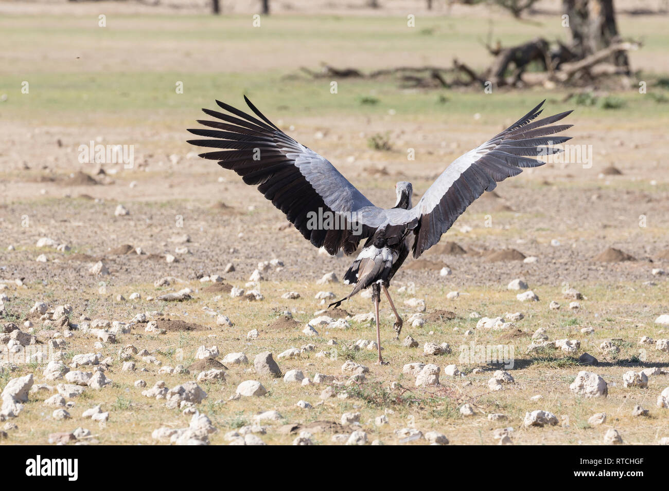Staatssekretär Vogel, Sagittarius serpentarius, über seine Flügel für Heben, wenn läuft, Kgalagadi Transfrontier Park, Northern Cape, Südafrika Stockfoto