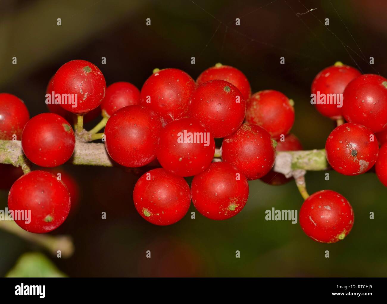 Reife Beeren Yaupon Stechpalme (Ilex vomitoria) wachsende in Clustern auf einem Zweig im Winter in Houston, TX. Es ist nativ zu SE USA und enthält Koffein. Stockfoto