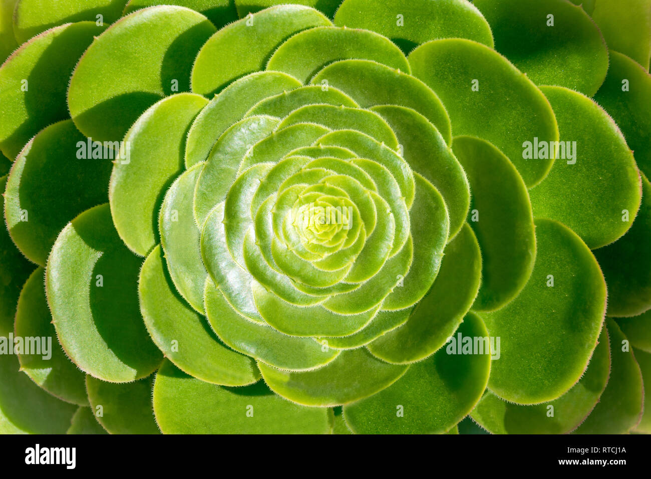 Grün sukkulente Pflanze Stockfoto