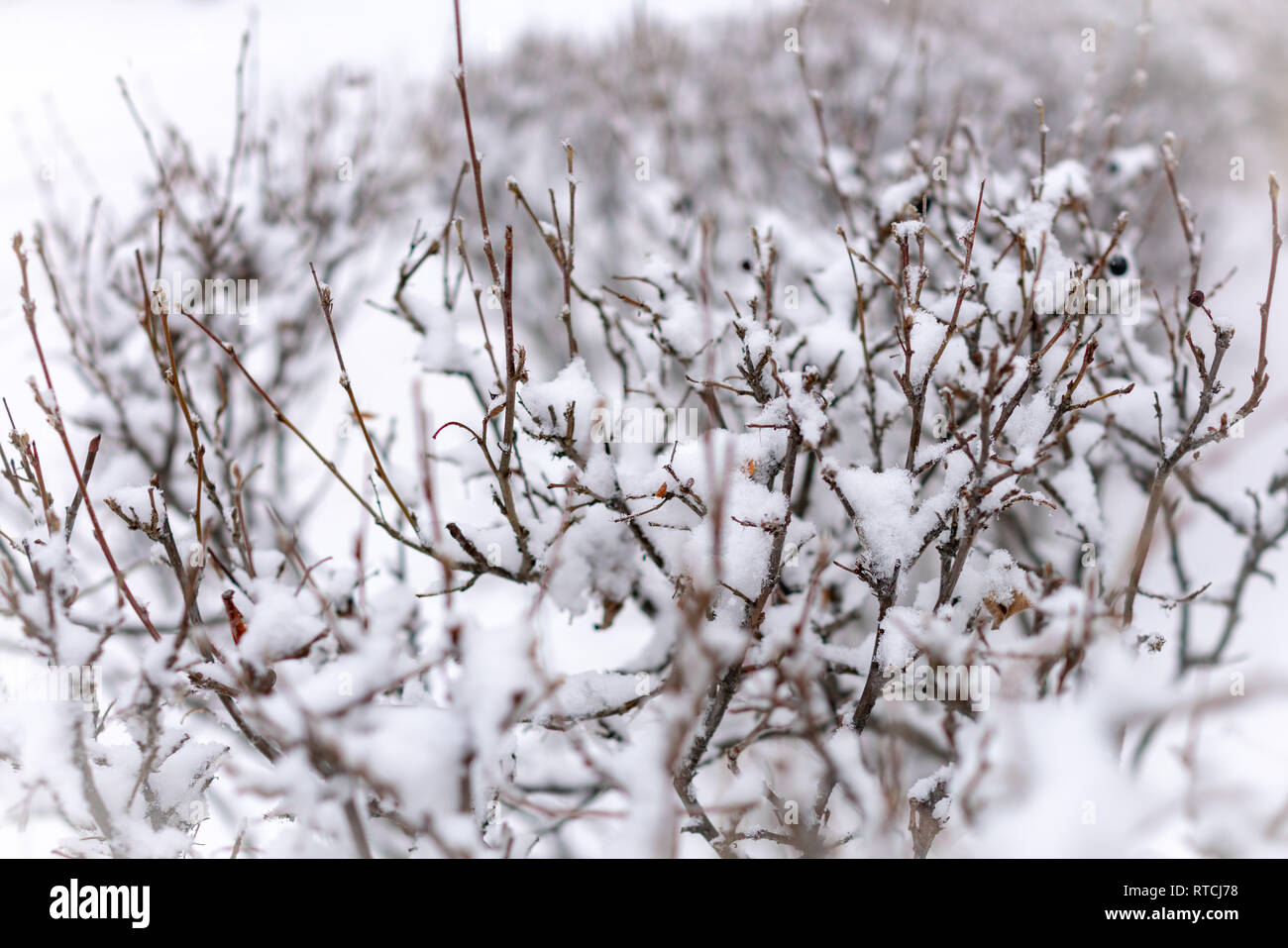 Dornigen Zweigen der getrimmten Buchsen werden mit frischem Schnee bedeckt. Kopieren raum Hintergrund Stockfoto