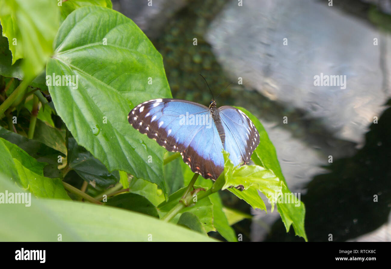 Offene blaue Morpho peleides auf dem grünen Blatt im Garten. Stockfoto