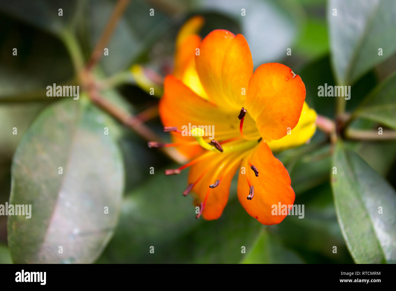 Blumen Und Tropischen Regenwald Pflanzen Outdoor Hintergrund Leben Flora Reisen Stockfotografie Alamy