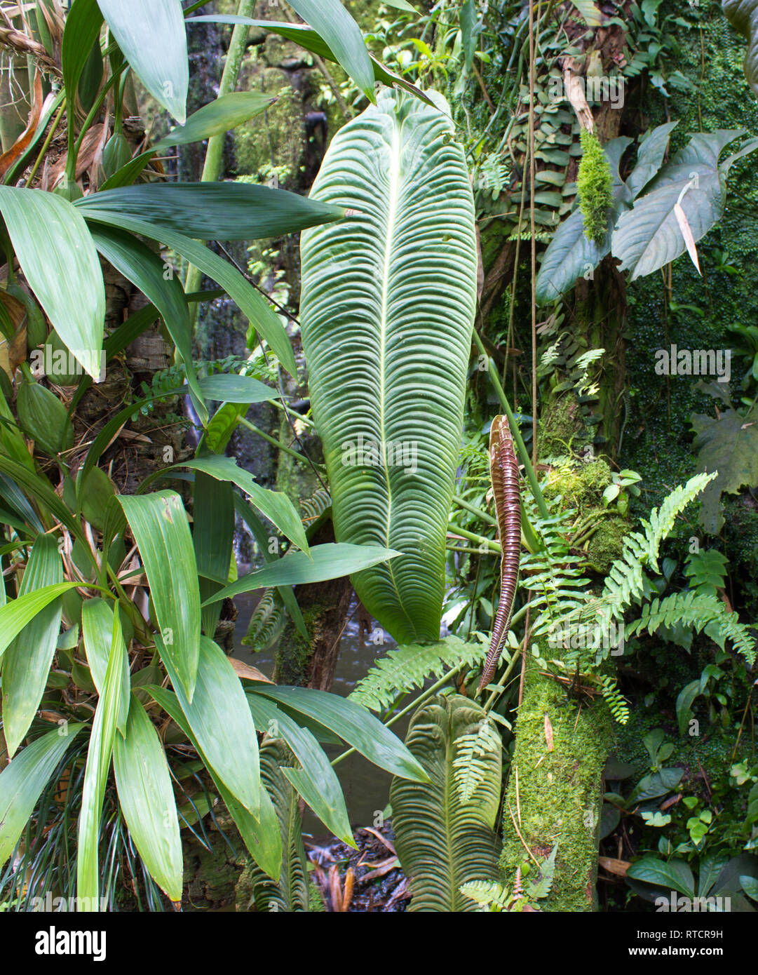 Tropischer Regenwald Pflanzen Outdoor Hintergrund Leben Flora Reisen Stockfotografie Alamy