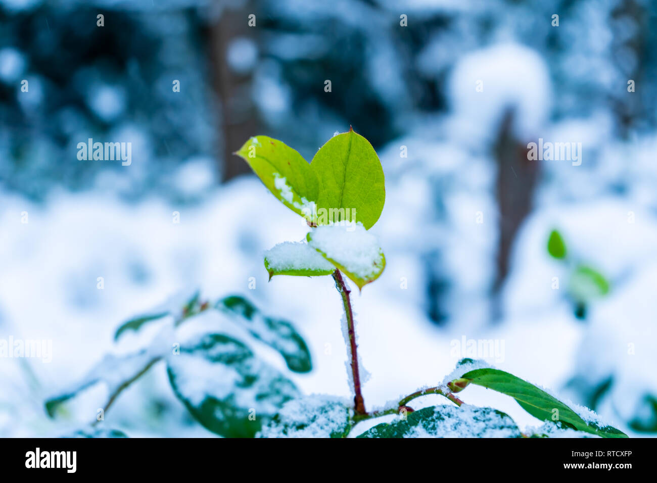 Grüne, lebende Pflanze Blatt mit Schnee bedeckt, nach einem Schneesturm in Vancouver (Delta) BC, bei Verbrennungen Moor. Verschneiten Wald Szenen. Stockfoto