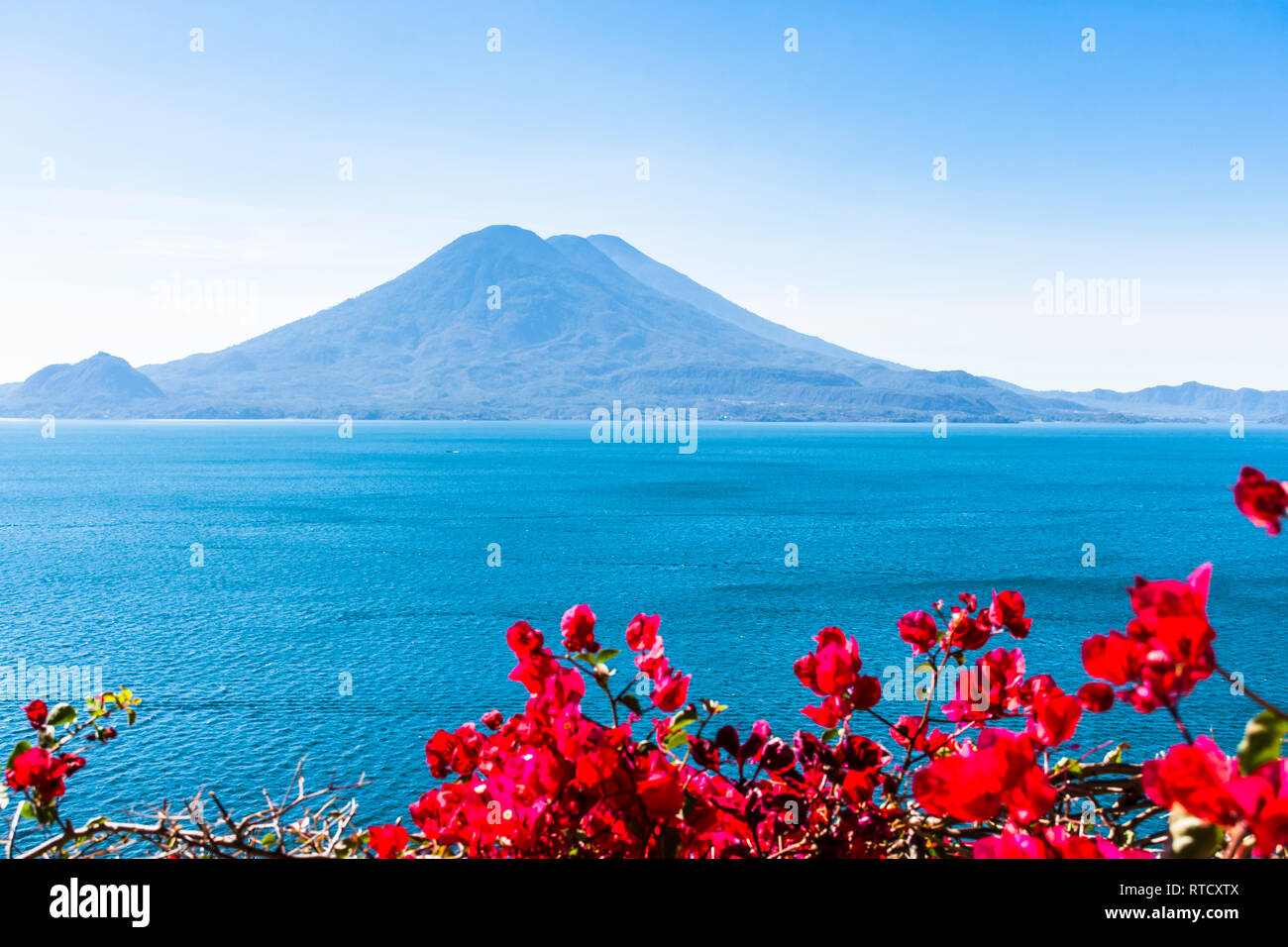 Atitlán und Toliman Vulkane auf Atitlan See mit rosa Bougainvillea Blumen im Vordergrund, Guatemala, Mittelamerika Stockfoto