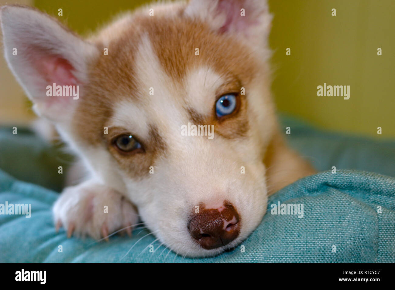 Blaue Augen Siberian Husky Welpen Kopf. 8 Wochen alte Hündin headshot mit violett Leine und Sandstrand Hintergrund. Stockfoto