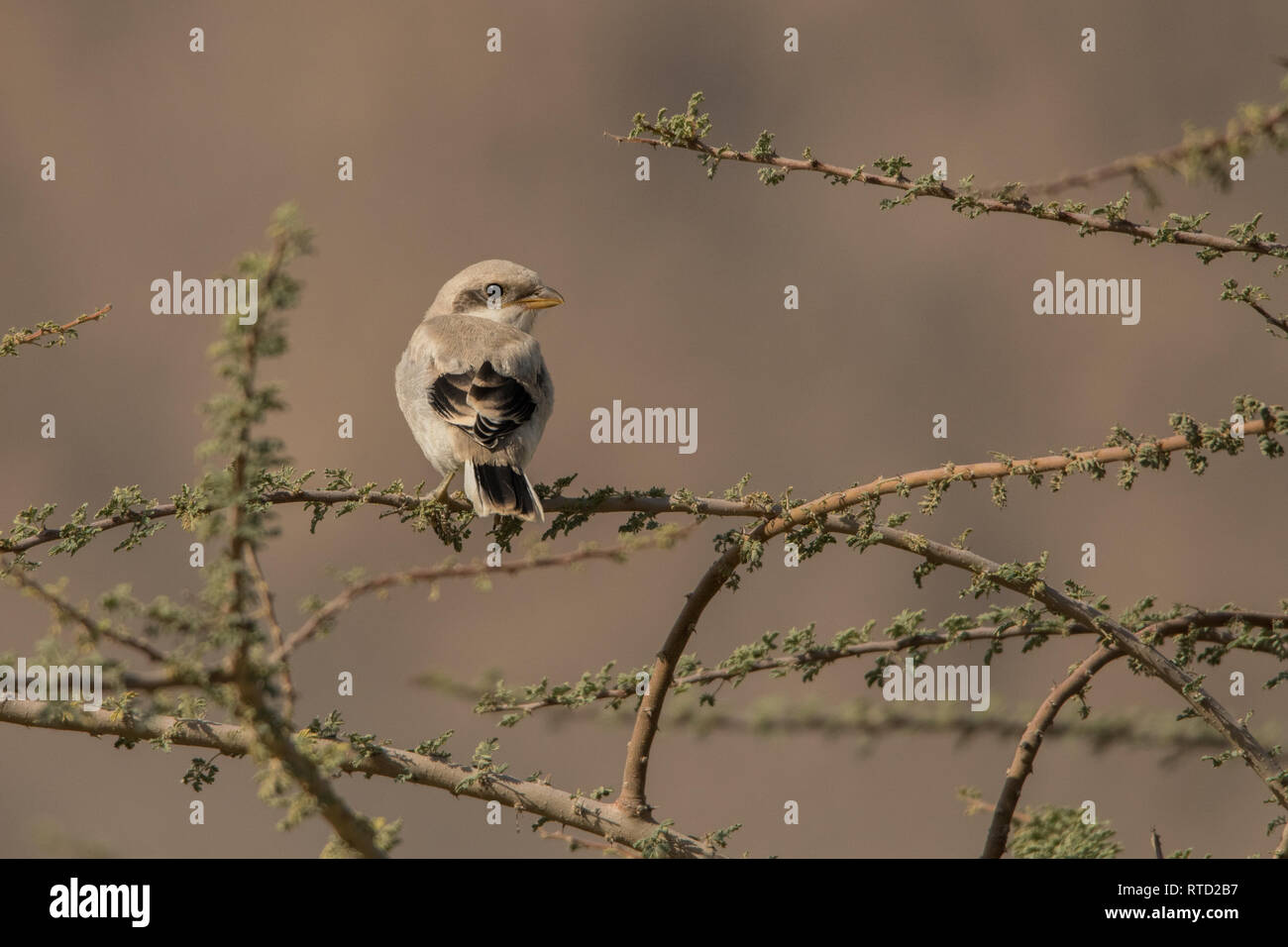 Junge Great Grey shrike (Lanius excubitor aucheri) Stockfoto