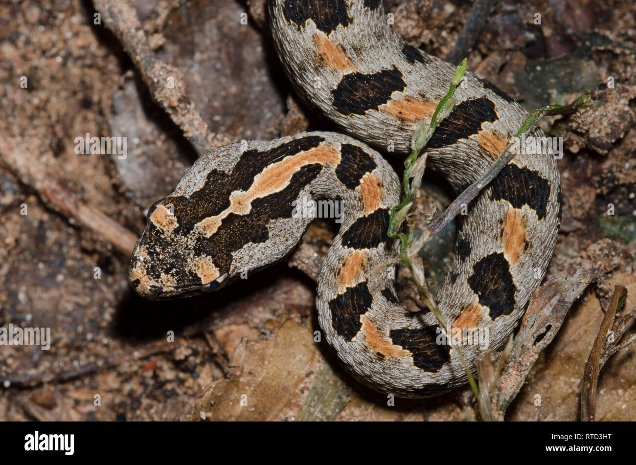 Western Pygmy Klapperschlange, Sistrurus miliarius Stockfoto