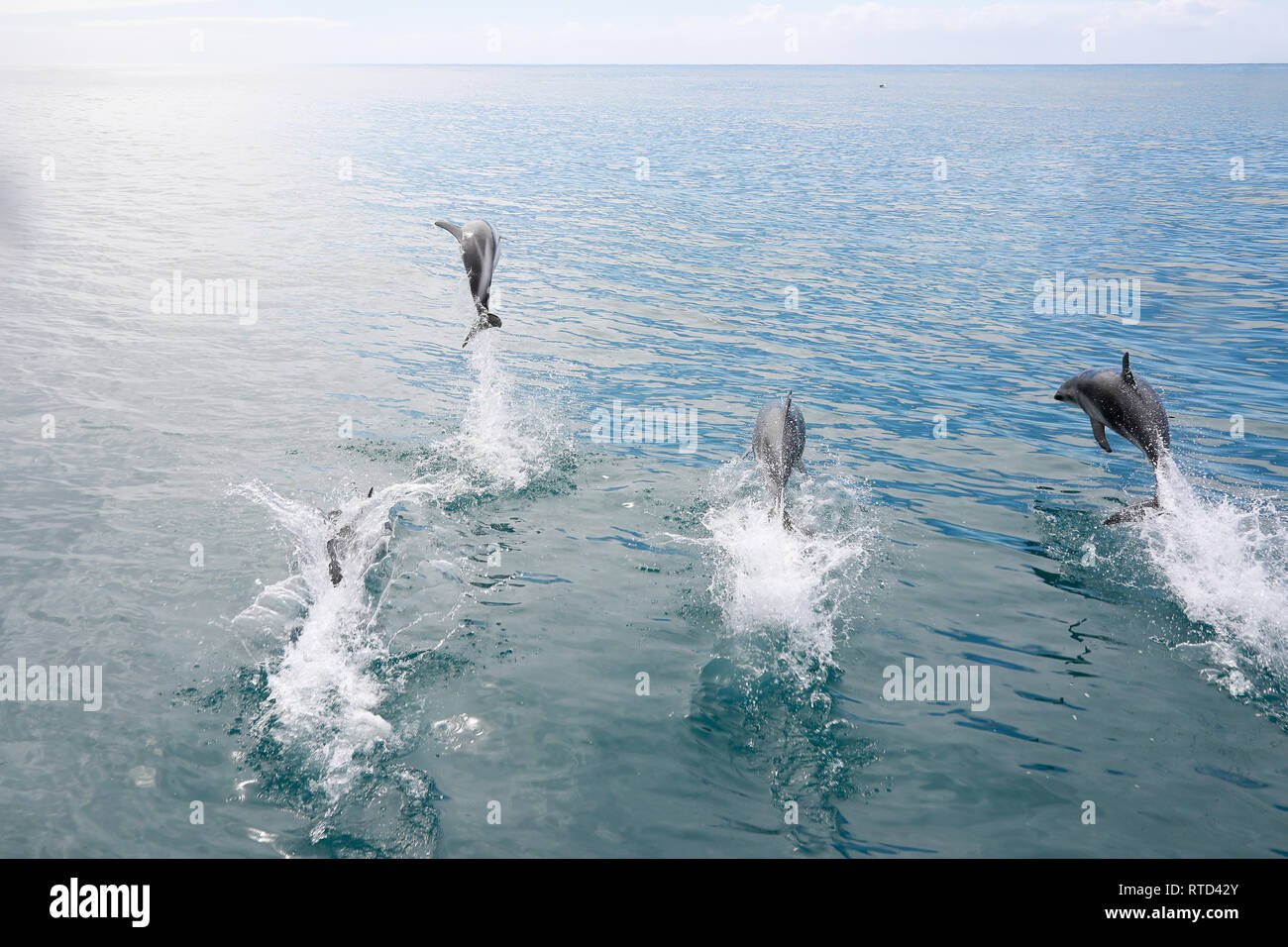 Dusky Delphine schwimmen und Springen im Pazifischen Ozean vor der Küste von Kaikoura Neuseeland Südinsel Stockfoto