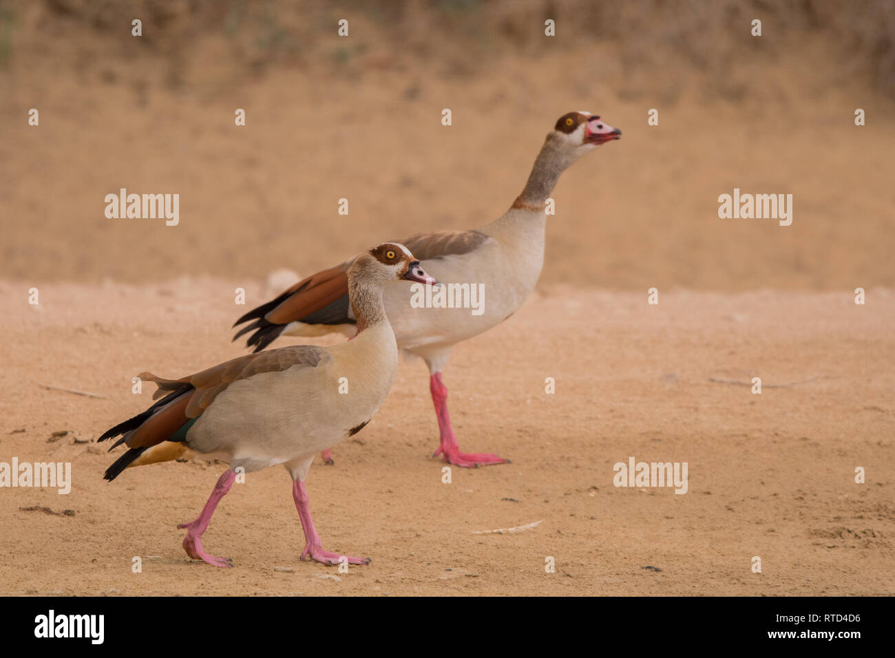 Nilgans/Alopochen Aegyptiaca. Al Qudra See. Vereinigte Arabische Emirate. Stockfoto