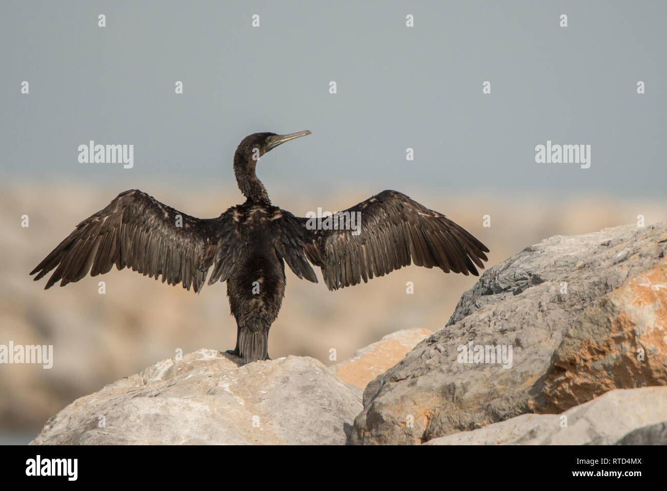 Sokotra Kormoran (Phalacrocorax nigrogularis). Hafen von Khasab. Musandam. Oman Stockfoto