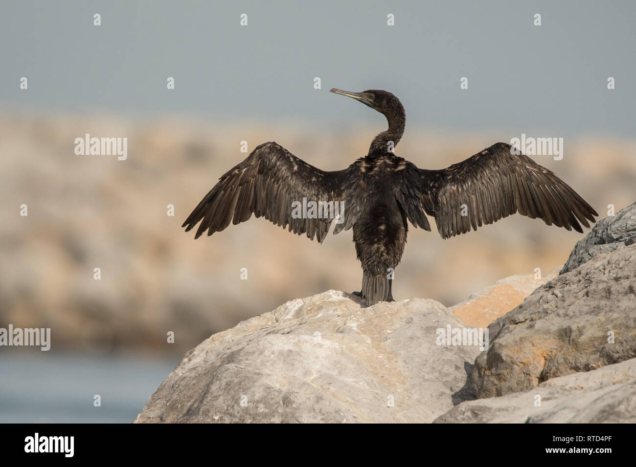 Sokotra Kormoran (Phalacrocorax nigrogularis). Hafen von Khasab. Musandam. Oman Stockfoto