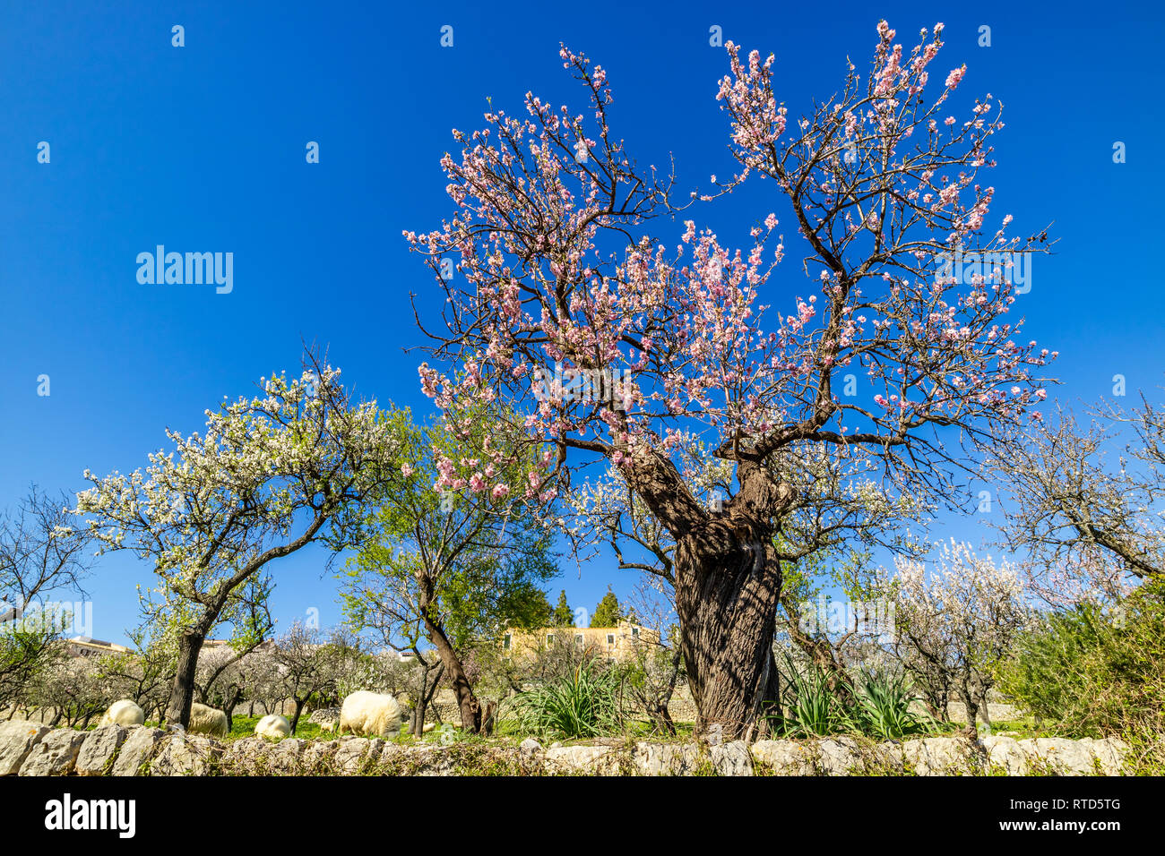 Mandelblüte Saison im Dorf Selva, Mallorca, Balearen, Spanien Stockfoto