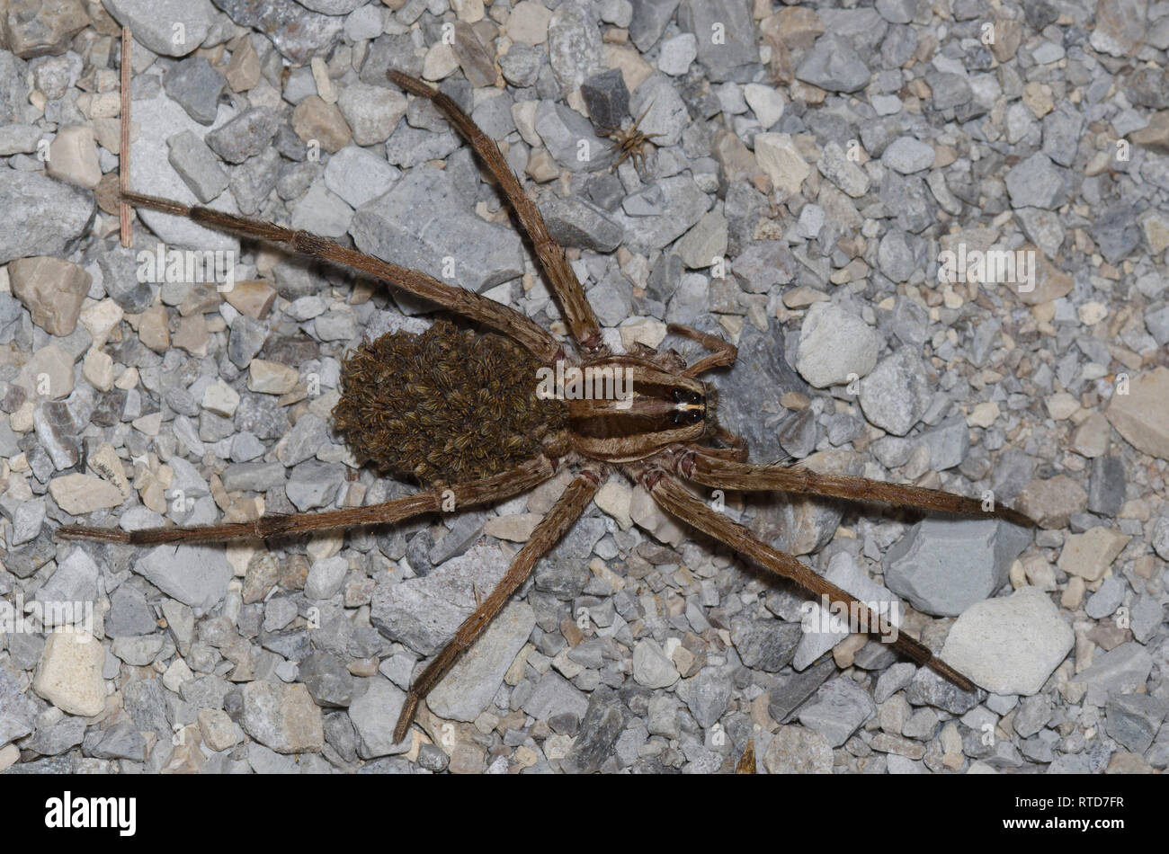 Wolf Spider, Rabidosa sp., Frauen mit Babys Stockfoto