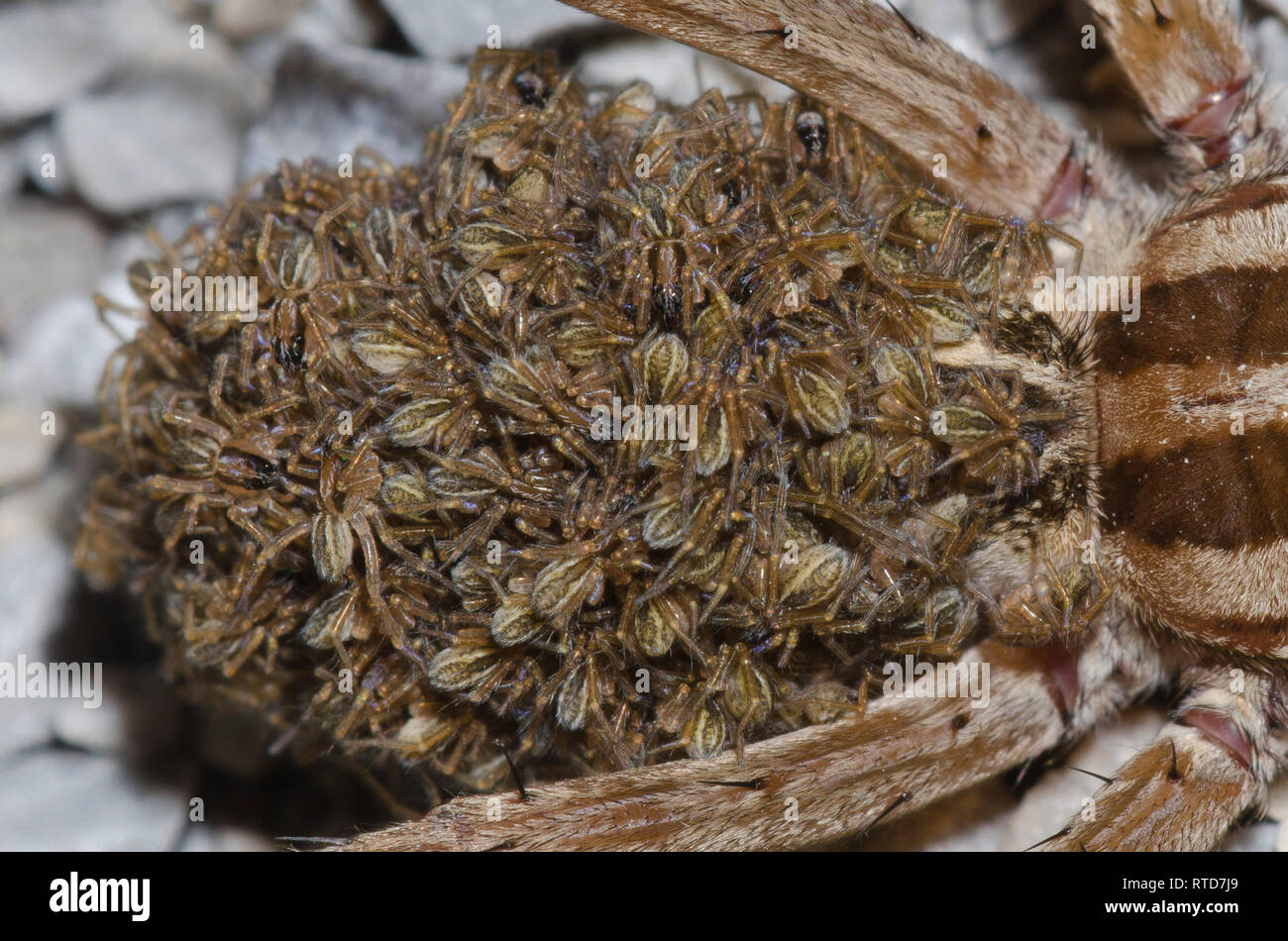 Wolf Spider, Rabidosa sp., Frauen mit Babys Stockfoto