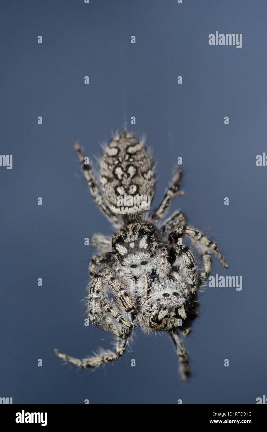 Springen Spinnen, Phidippus mystaceus, tote Frauen hängen nach anscheinend gegenseitig umzubringen Stockfoto