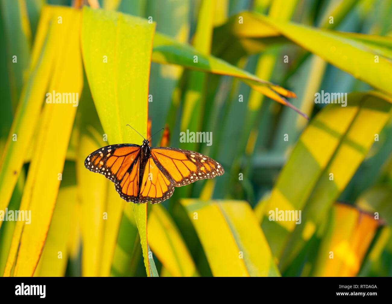 Monarch butterfly ruht kurzzeitig auf Tau beladenen Flachs blatt Erwärmung in der frühen Morgensonne auf dem Berg Maungaui, Tauranga Neuseeland. Stockfoto