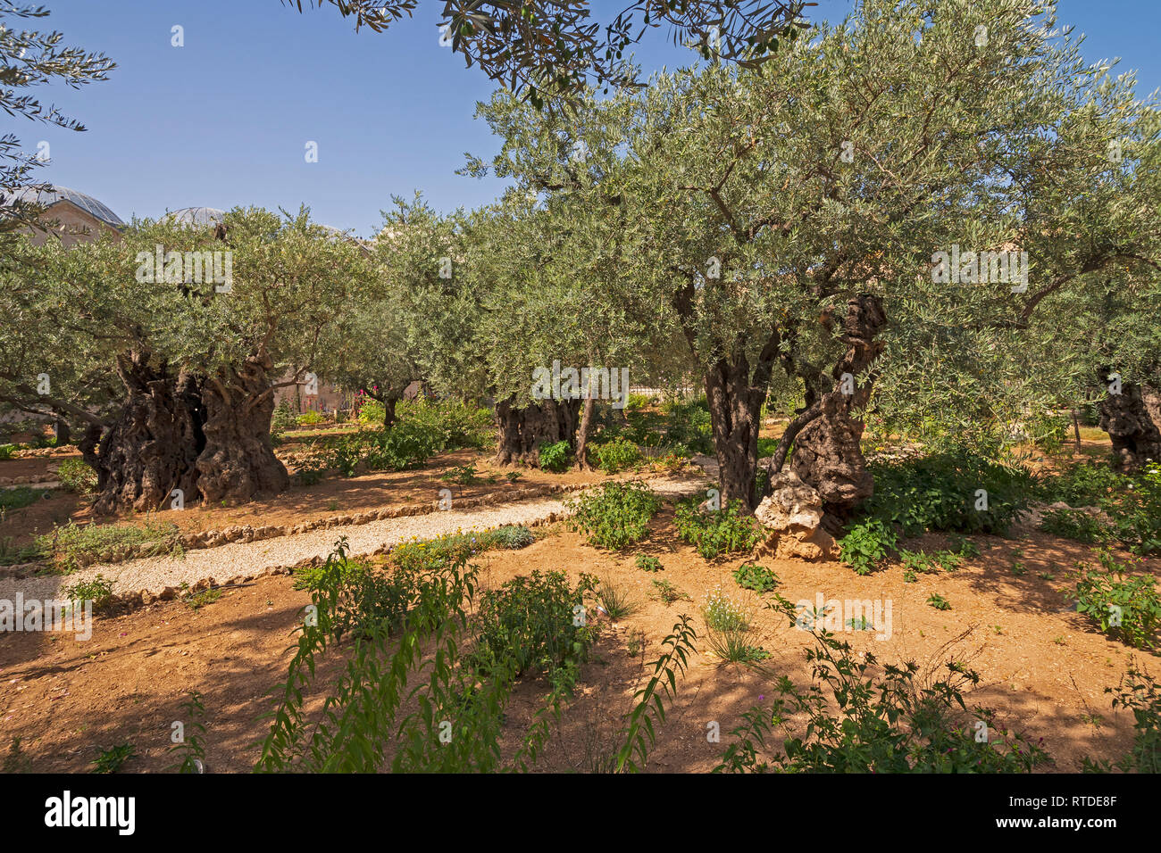 Olivenbaume Im Garten Gethsemane In Der Nahe Von Jerusalem In