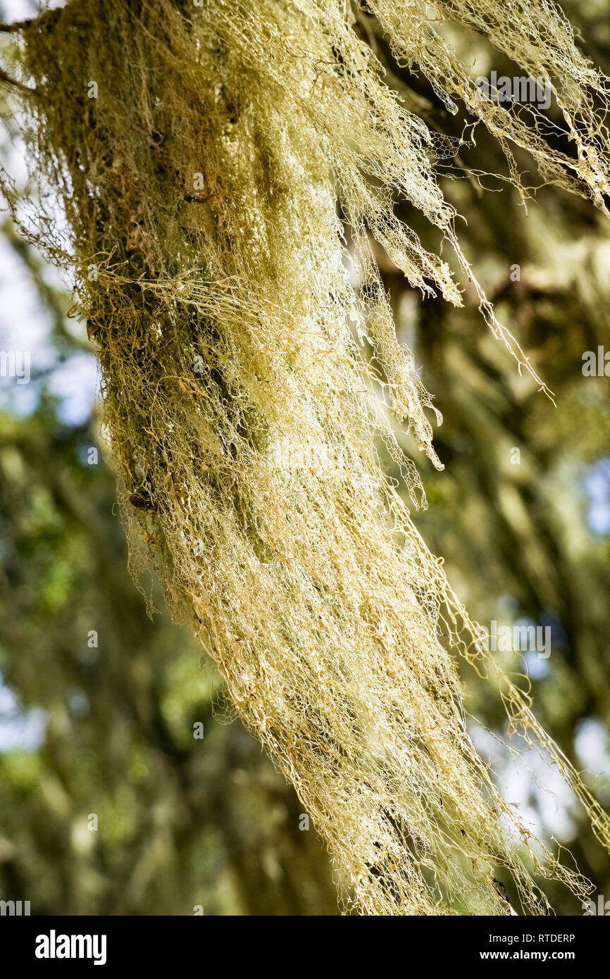 Die California State Flechten (Lace Flechten; Ramalina Menziesii) auf live Eichen, Henry W. Coe State Park, Kalifornien Stockfoto