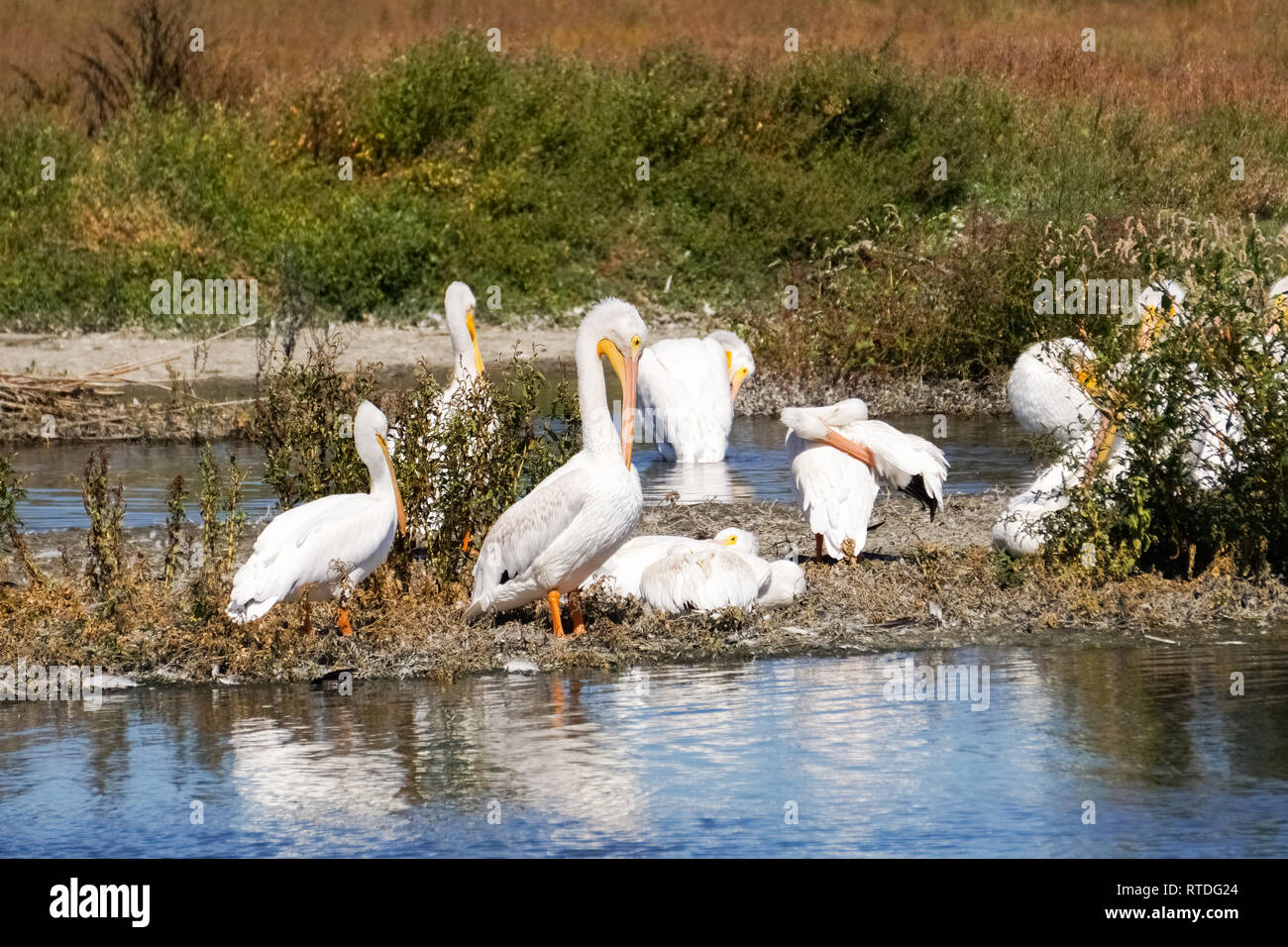 Eine Herde von Amerikanischen weißen Pelikane, Baylands Park, Palo Alto, Kalifornien Stockfoto