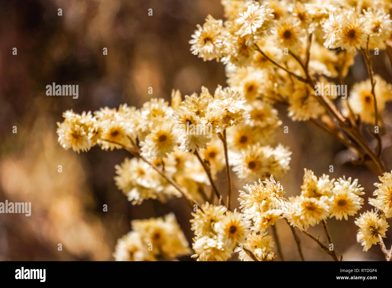 Kalifornien cudweed trocken Wiesenblumen, Kalifornien Stockfoto