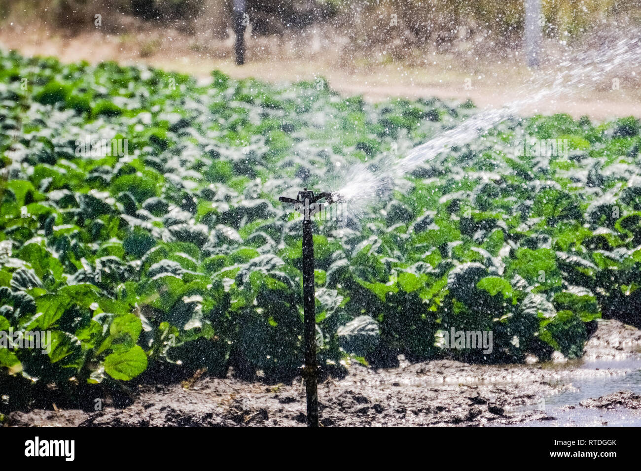 Bereich der Region Brüssel-Hauptstadt Rosenkohl Pflanzen an der pazifischen Küste, Kalifornien Stockfoto