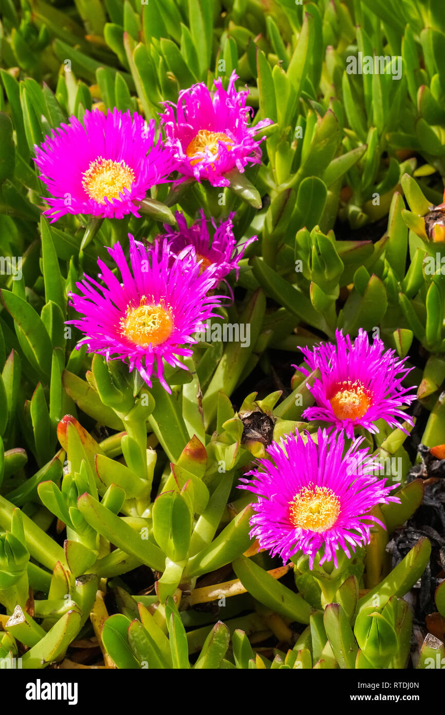 Lila Carpobrotus edulis Blume, Kalifornien Stockfoto