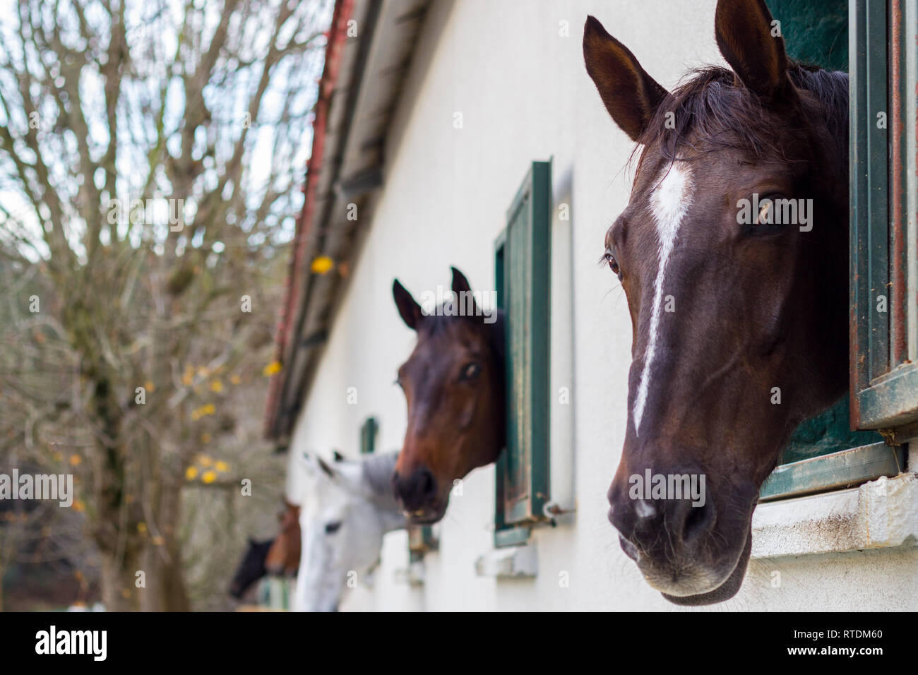 Pferde im Stall Stockfoto