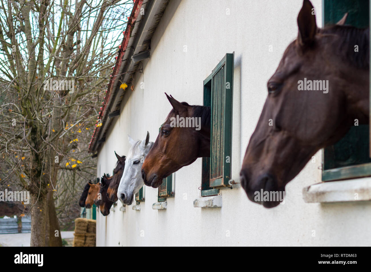 Pferde im Stall Stockfoto