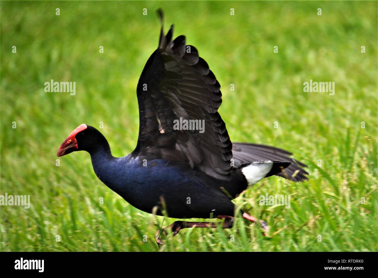 Australasian haben (Porphyrio melanotus) die Ausführung einer laufenden take-off in Neuseeland auf der Nordinsel in Hobbiton. Stockfoto