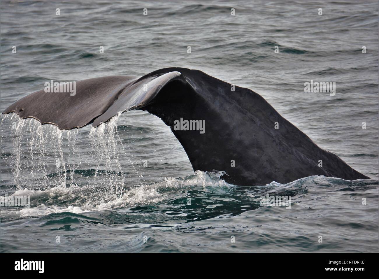 Sperm whale Fluke in Kaikoura, Neuseeland. Stockfoto