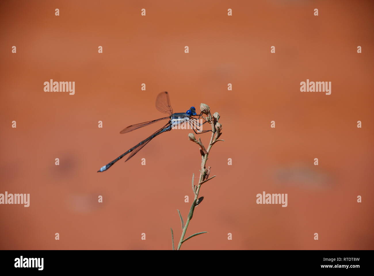 Blau damselfly thront auf einem Zweig in Moab, Utah gegen roten Lehm Hintergrund. Stockfoto