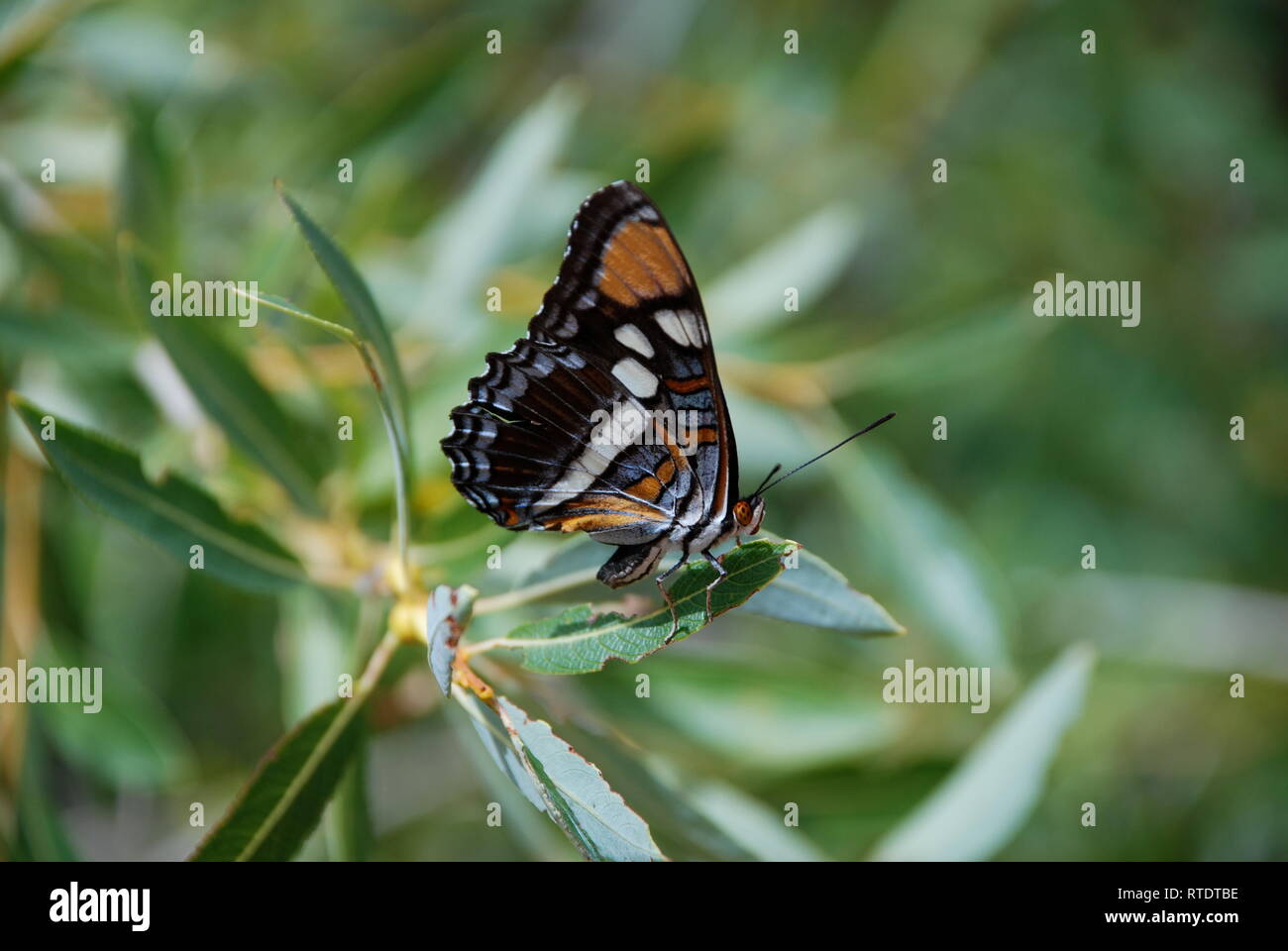 Nymphalid Schmetterling auf Grün in Utah. Stockfoto