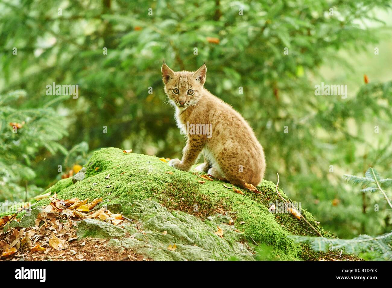 Eurasischen Luchs (Lynx lynx), Cub sitzen Ion bemoosten Felsen n Wald, Captive, Bayerischer Wald, Nationalpark, Bayern, Deutschland Stockfoto
