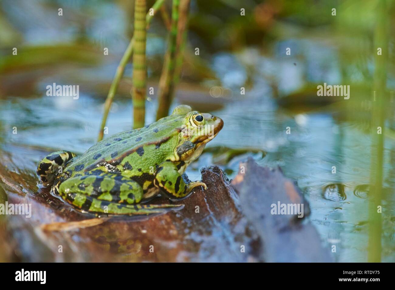 Wasserfrosch (Pelophylax esculentus) auf Holz im Wasser, Franken, Bayern, Deutschland Stockfoto