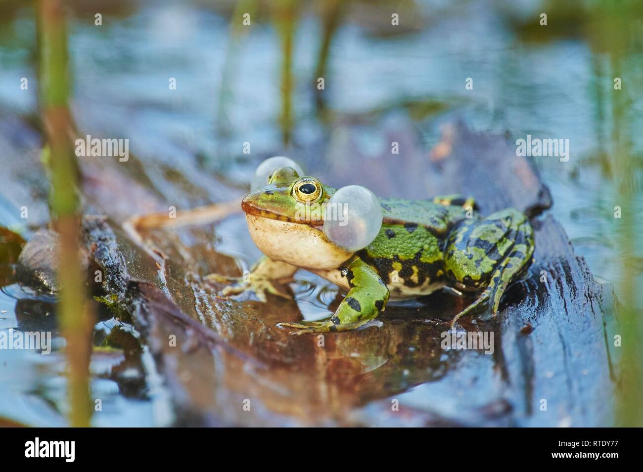 Wasserfrosch (Pelophylax esculentus), sitzend auf Holz im Wasser mit Ton blasen, Bayern, Deutschland Stockfoto