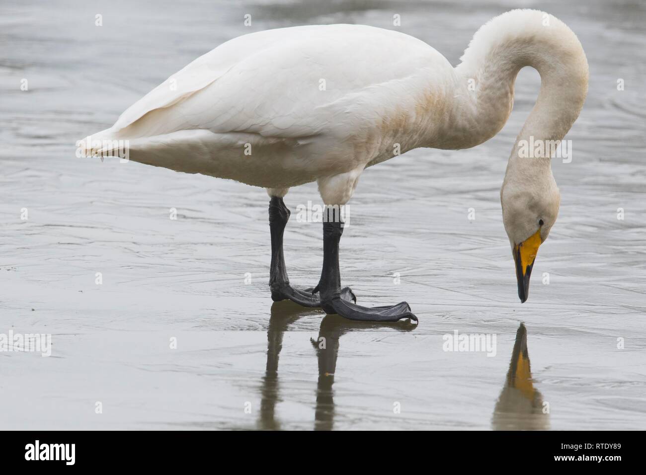 Singschwan (Cygnus Cygnus), stehend auf Eis mit Reflexion, Emsland, Niedersachsen, Deutschland Stockfoto