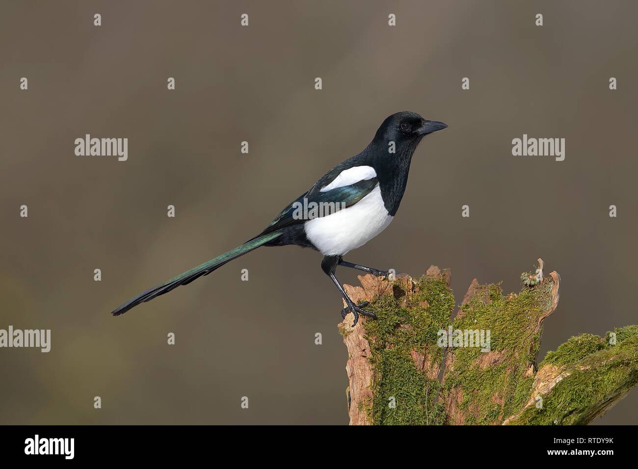 Europäische magpie (Pica Pica) sitzt auf einem Bemoosten Baumstumpf, Nordrhein-Westfalen, Deutschland Stockfoto
