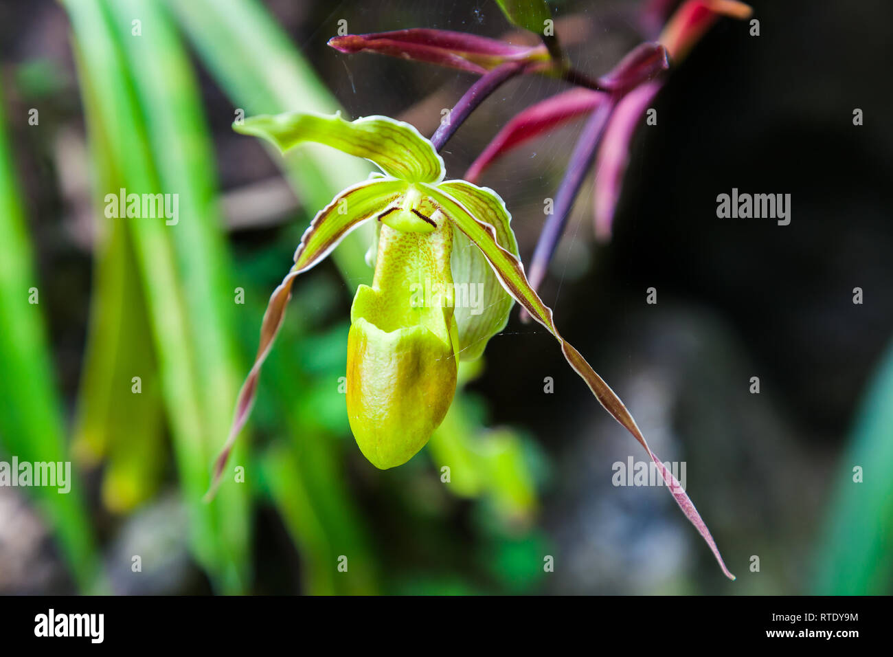 Orchidee Frauenschuh der Venus, Phragmipedium sp in seiner natürlichen Umgebung Stockfoto