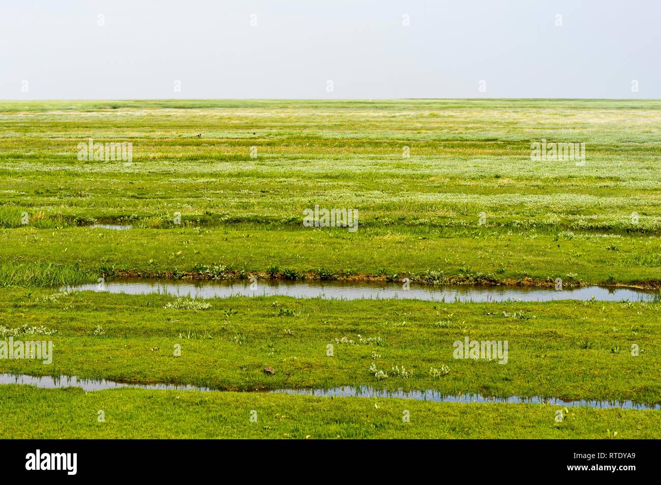 Landschaft mit Salzwiesen, Westerhever, Nationalpark Schleswig-Holsteinisches Wattenmeer, Schleswig-Holstein, Deutschland Stockfoto