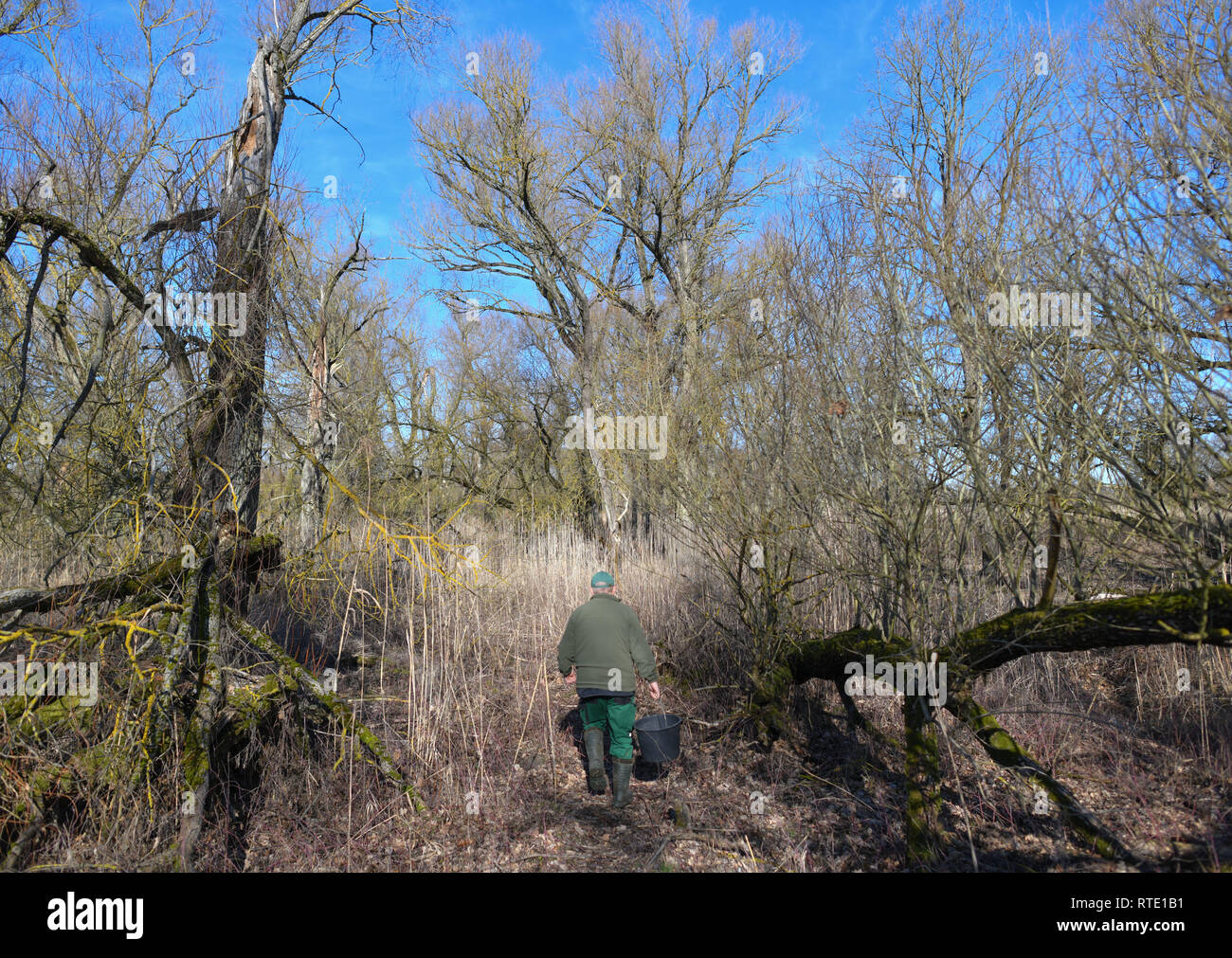 Criewen, Deutschland. 22 Feb, 2019. Norbert Mene, Jäger, Wanderungen durch die Wildnis im Nationalpark Unteres Odertal, eine gut versteckte Saufang trap. Die explodierenden Wildschweinpopulation in Brandenburg ist nicht nur eine Plage, sondern eine Gefahr. Je mehr Tiere, desto schneller die Afrikanische Schweinepest ausbreiten kann, sagen Experten. (Auf 'Rauschtrinken gegen die Afrikanische Schweinepest") Credit: Patrick Pleul/ZB/dpa/Alamy leben Nachrichten Stockfoto