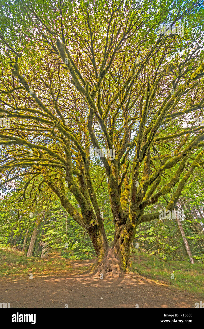 Markante Bigleaf Maple an einem sonnigen Tag in der Rain Forest im Olympic National Park in Washington. Stockfoto