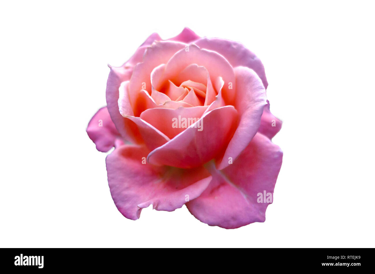 Rosa Rosen isolieren Licht weißen Hintergrund Valentines Tag Stockfoto
