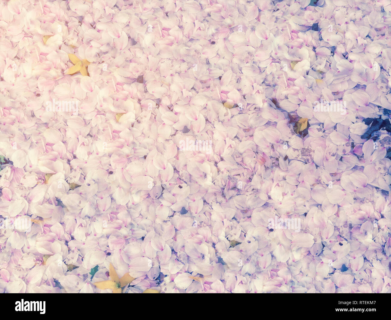 Cherry Blossom Blütenblätter fallen auf dem Boden im Frühjahr für Hintergrund Stockfoto