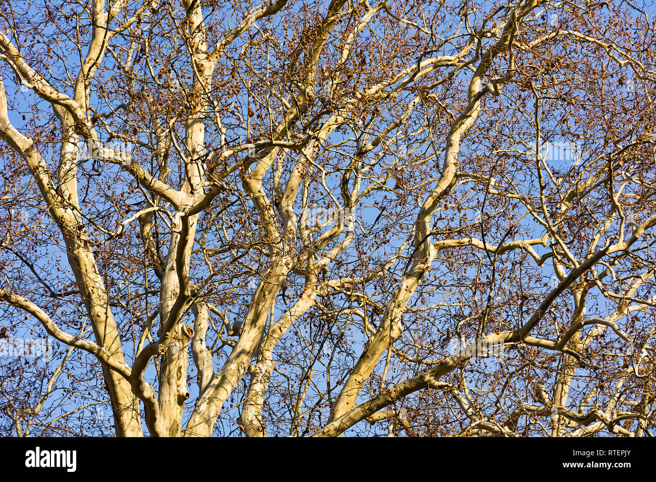 Große alte Platane im Herbst im Park Stockfoto