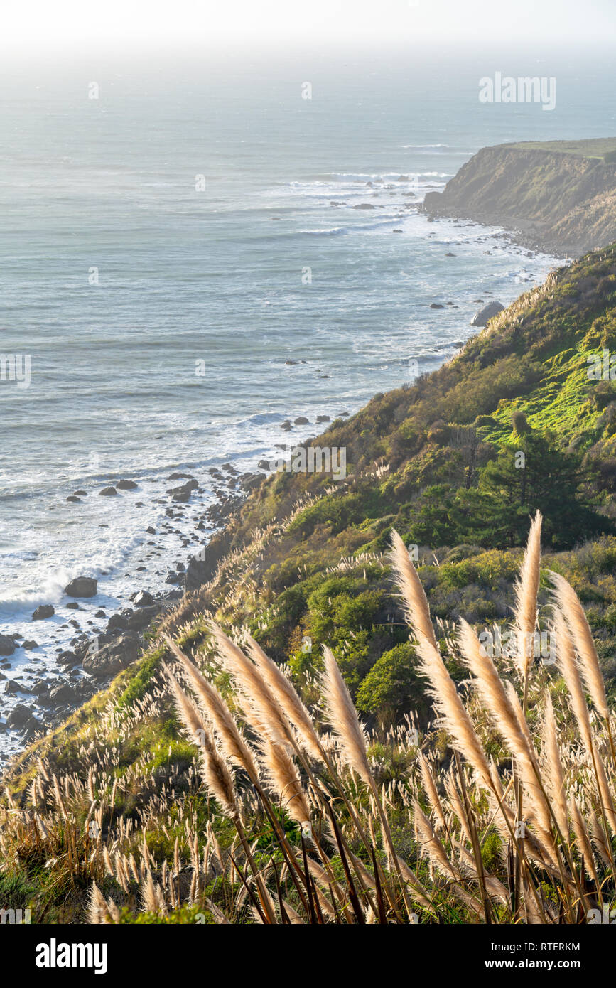 Vista Blick auf die Küste von Big Sur in Kalifornien, als die Sonne über dem Pazifik, die Beleuchtung der cortaderia jubata am Grat entlang. Stockfoto