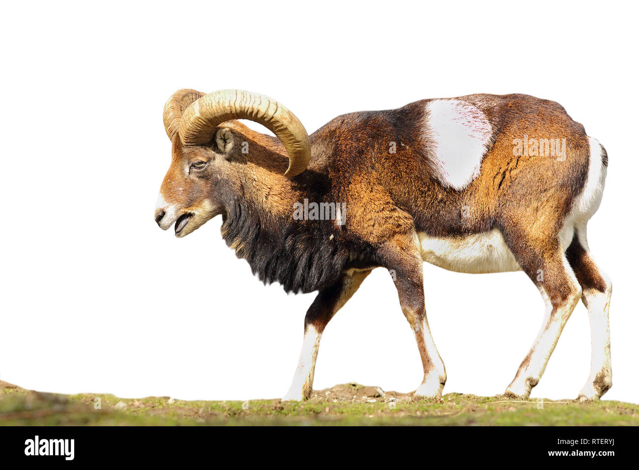 Volle Länge Mufflon auf weißem Hintergrund (Ovis orientalis, große Ram) Stockfoto