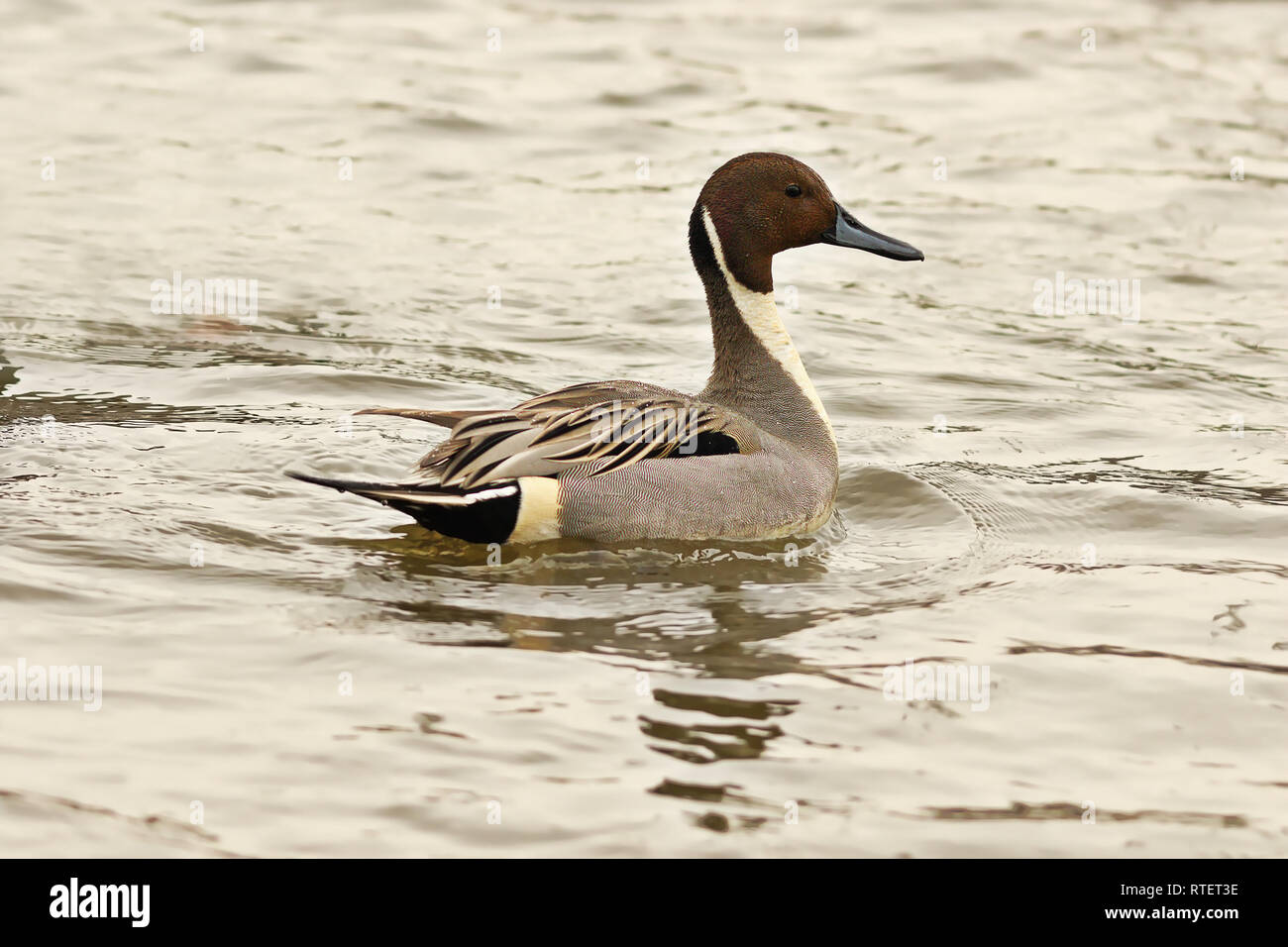 Northern pintail Schwimmen auf der Oberfläche (Anas acuta) Stockfoto